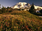 Wildflower Meadow Below Mount Rainier