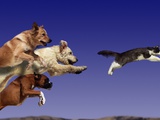 Dogs Chasing Cat