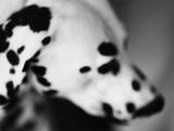 Dalmatian Dog