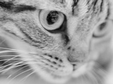 Close Up of Cat's Face