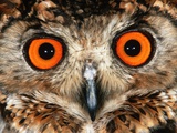 Cape Eagle Owl Eyes