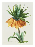 Fritillaire Imperiale