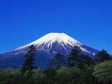 Mount Fuji and Pine Trees