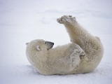 Polar Bear Rolling in Snow and Playing With Feet