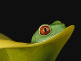 Red-Eyed Tree Frog