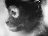 Face of a Monkey in Profile