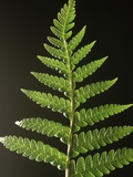 Fern Leaves