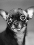 Chihuahua's Face