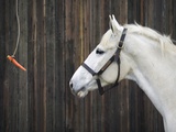 Carrot Dangling in Front of Horse