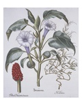 Stamonia