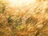 Golden Grass