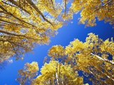 Aspen Trees Against Blue Sky