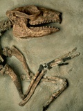 Upper Body of Notoungulata Fossil