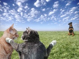 Cats and dogs
