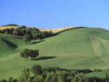 Cattle Grazing on Hillside