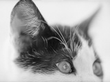 Cat's Head