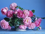 Grussan Achen Felicia and Centenaire de Lourdes Roses