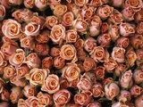 Pink Roses at Albert Kuyp Market
