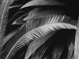 Palms  Bronx Botanical Gardens  1945