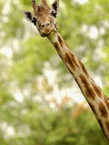 Close-up of a Giraffe