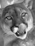 Mountain Lion Licking Nose