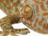 Eye of a Tokay Gecko