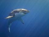 Shark in Open Water
