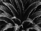 Crown of a Palm Tree