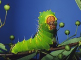 Polyphemus Moth Caterpillar Perching on Twig