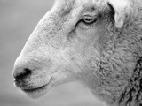 Side of Sheep's Face