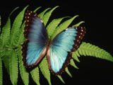 Blue Common Morpho Butterfly on Fern Frond