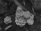 Succulents  1943