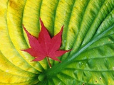Japanese Maple Leaf on a Hosta Leaf