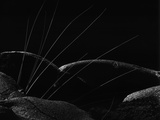 Grass and Lava by Brett Weston