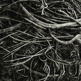 Kelp
