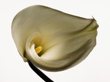 White Common Calla