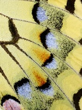 Wing of a Butterfly