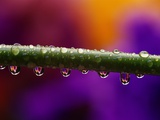 Dew Drops on Iris Stem