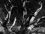 Dead Tree in the Desert