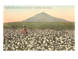 Cotton Field  Las Cruces  New Mexico