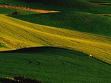 Deer Standing in Field