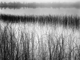 Reeds in Pond with Fog on Horizon