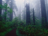 Trail Through Foggy Redwood Forest