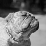 Winning Bulldog at Dog Show