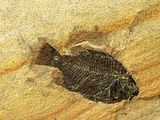Fossil Fish