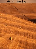 Bales in Rolling Fields