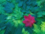 Vine Maple Leaves