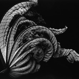 Dead Leaf  Hawaii  1982