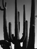 Saguaro
