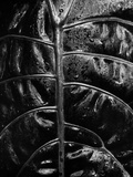 Leaf Veins